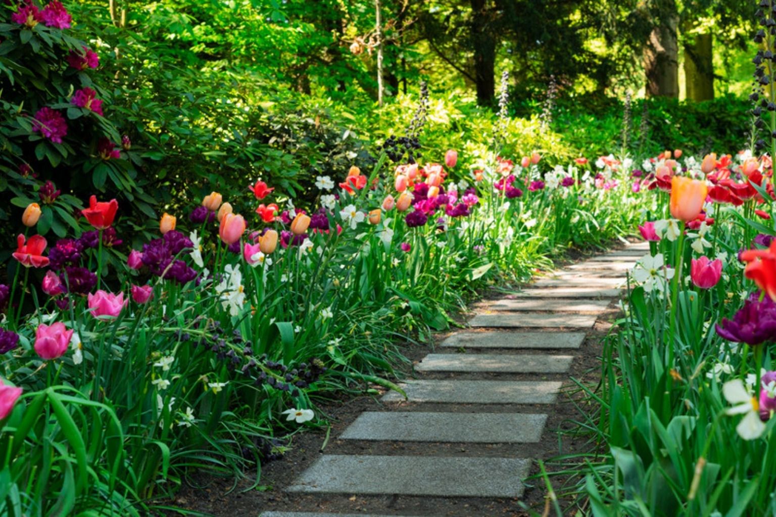 Havesti med blomstrende tulipaner i mange farver